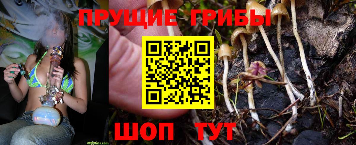 Саяногорск  Псилоцибиновые грибы Psilocybe  Вход с VPN 